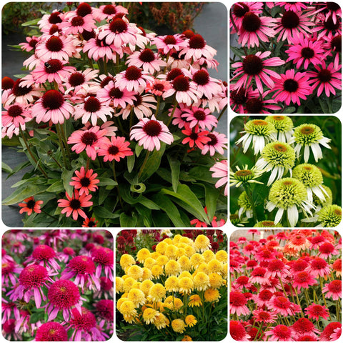Carpet Creeping Echinacea double seed pack for vibrant border planting.