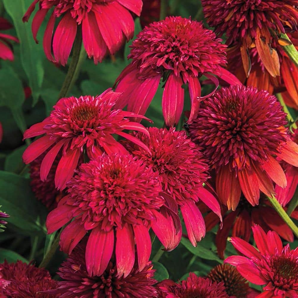 Carpet Creeping Echinacea heat-drought tolerant flower in bright sun.
