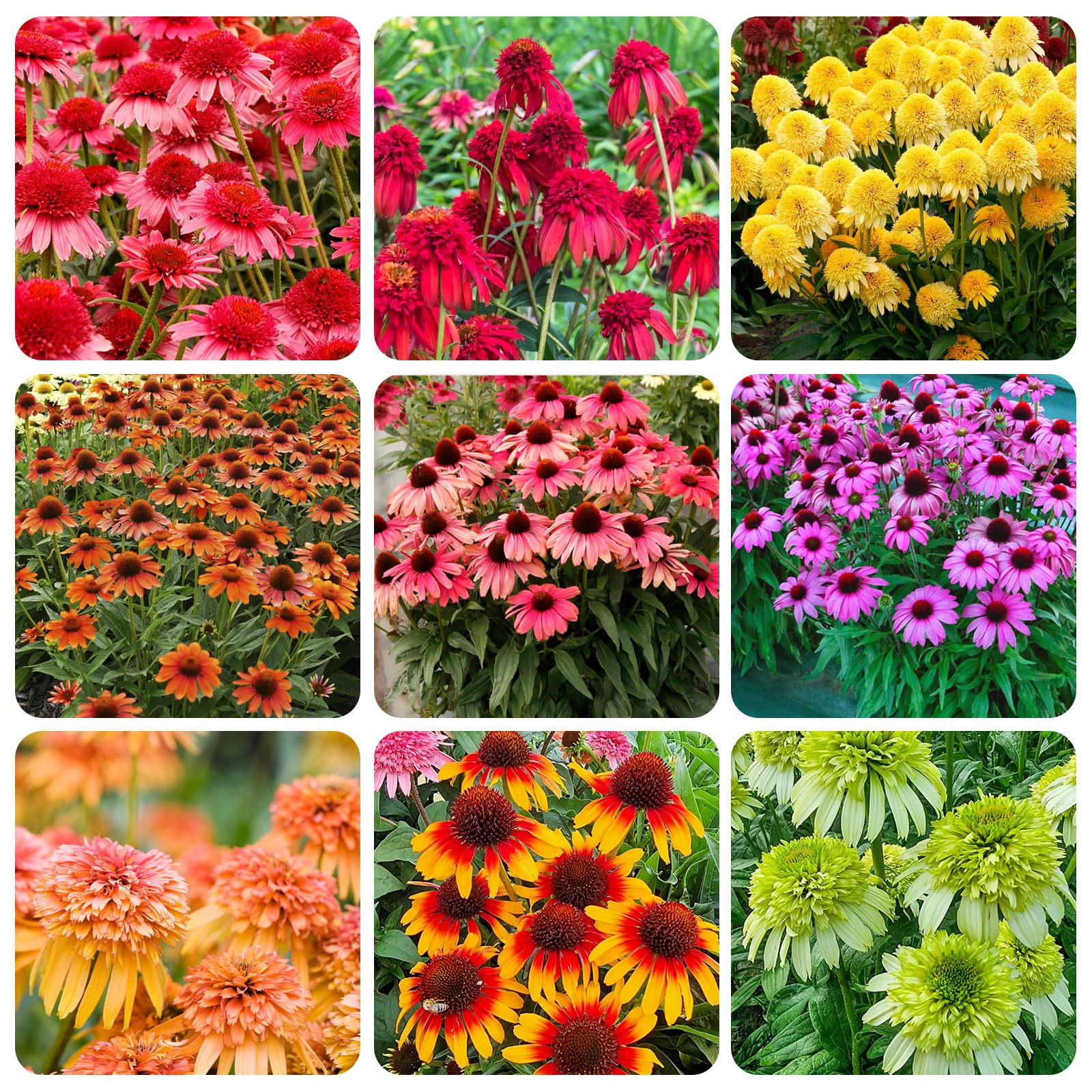 Carpet Creeping Echinacea seed closeup showcases resilient perennial blooms.