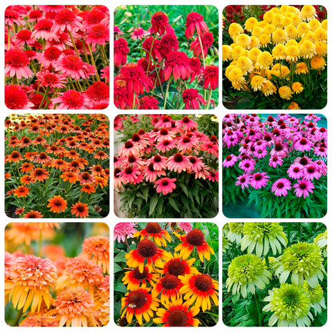 Carpet Creeping Echinacea seed closeup showcases resilient perennial blooms.