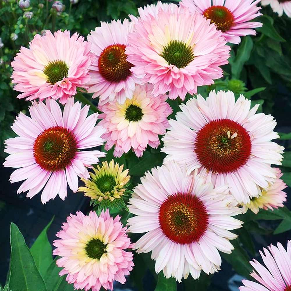 Carpet Creeping Echinacea Sunseeker gold seeds provide sunny color in beds.