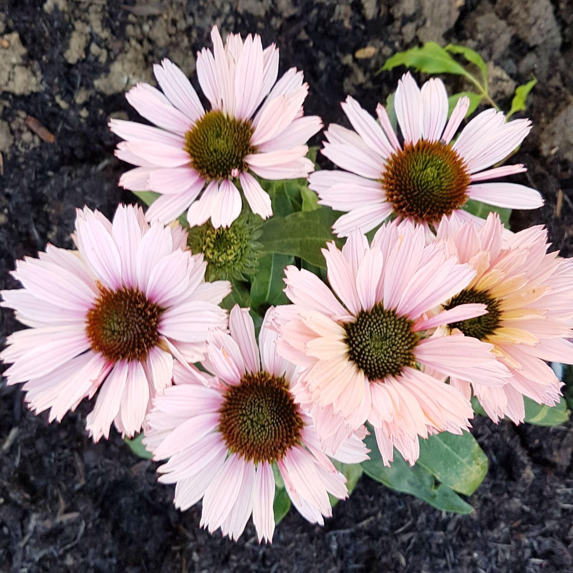 Carpet Creeping Echinacea Sunseeker orange seeds brighten landscapes with sturdy stems.