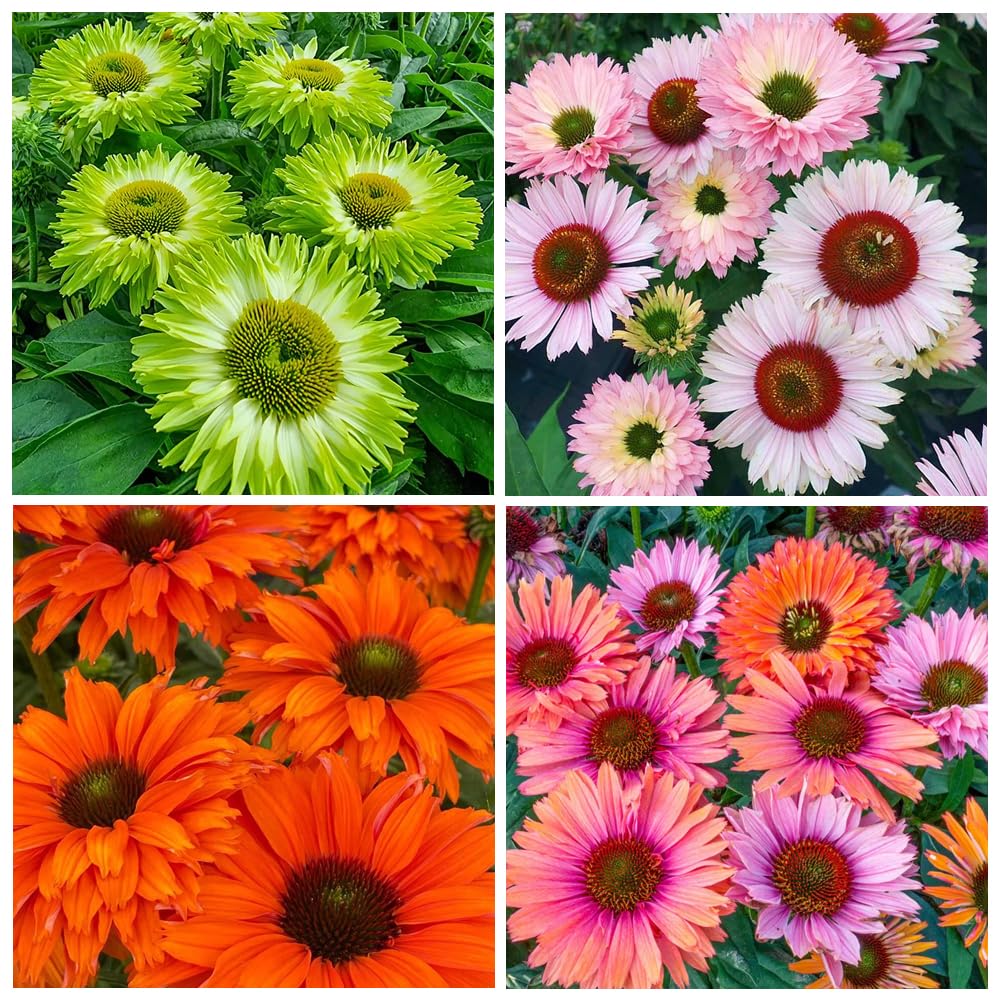 Carpet Creeping Echinacea Sunseeker purple seeds grow tall, striking focal plants.