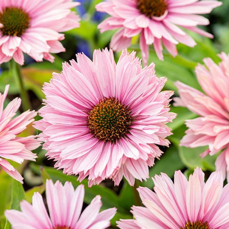 Carpet Creeping Echinacea Sunseeker red seeds create dramatic vertical accents.
