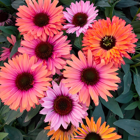 Carpet Creeping Echinacea Sunseeker yellow seeds offer cheerful summer blooms in containers.
