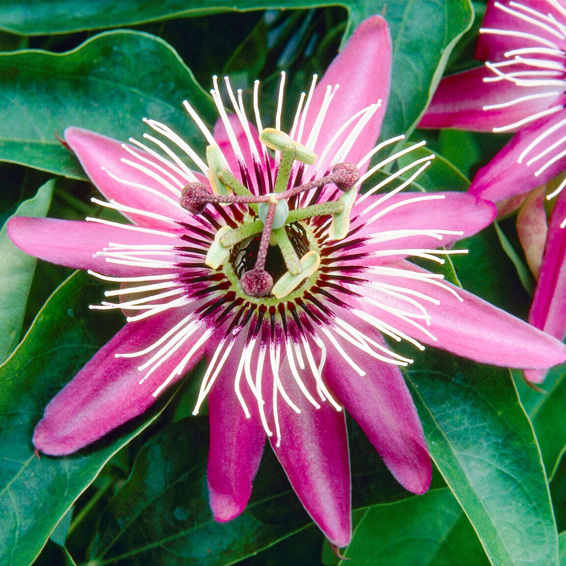 Carpet Creeping edible fruit from the passion flower plant