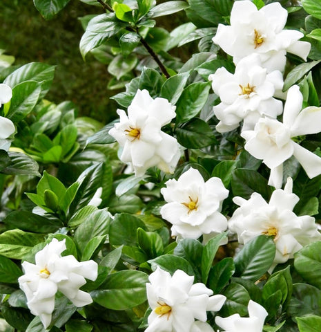 Carpet Creeping evergreen gardenia shrub adds year-round greenery.
