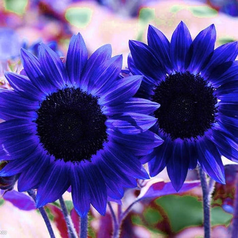 Carpet Creeping exotic sunflower seeds in a compact bloom ideal for small spaces.
