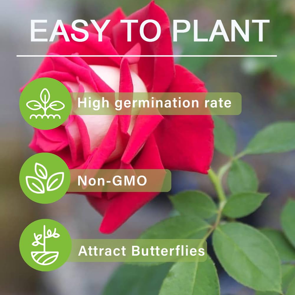 Carpet Creeping fragrant rose blossoms enrich outdoor spaces with scent