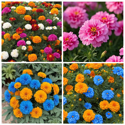 Carpet Creeping French marigold seed mix with bright blooms for vibrant garden color.