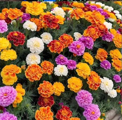 Carpet Creeping marigold seeds deter pests naturally, supporting eco-friendly gardening.