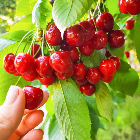 Carpet Creeping blueberry seed collection for small-space fruit cultivation