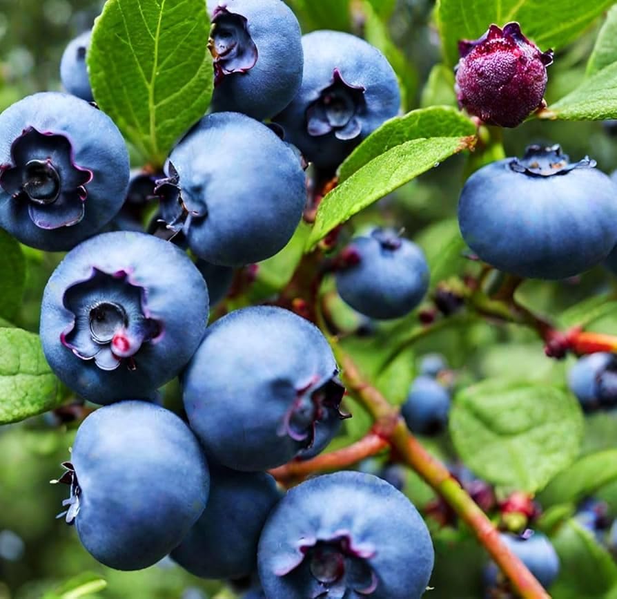 Carpet Creeping cherry seed collection ideal for beginner fruit growing at home