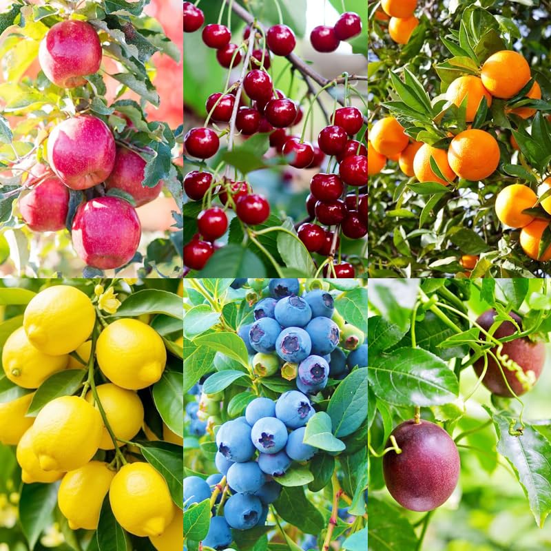 Carpet Creeping lemon seed collection ready for easy home gardening