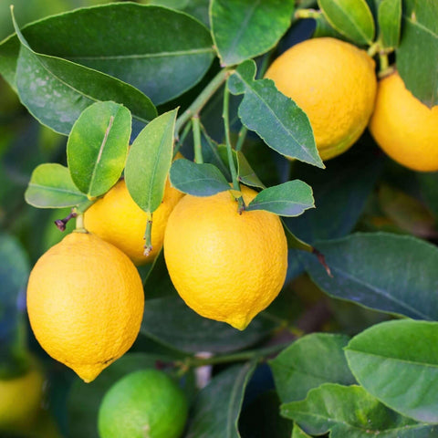 Carpet Creeping orange seed collection supports quick germination and fresh harvest