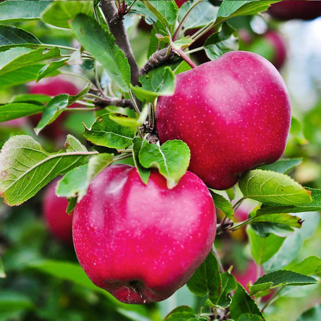 Carpet Creeping passion fruit seeds for climbing varieties and backyard yields
