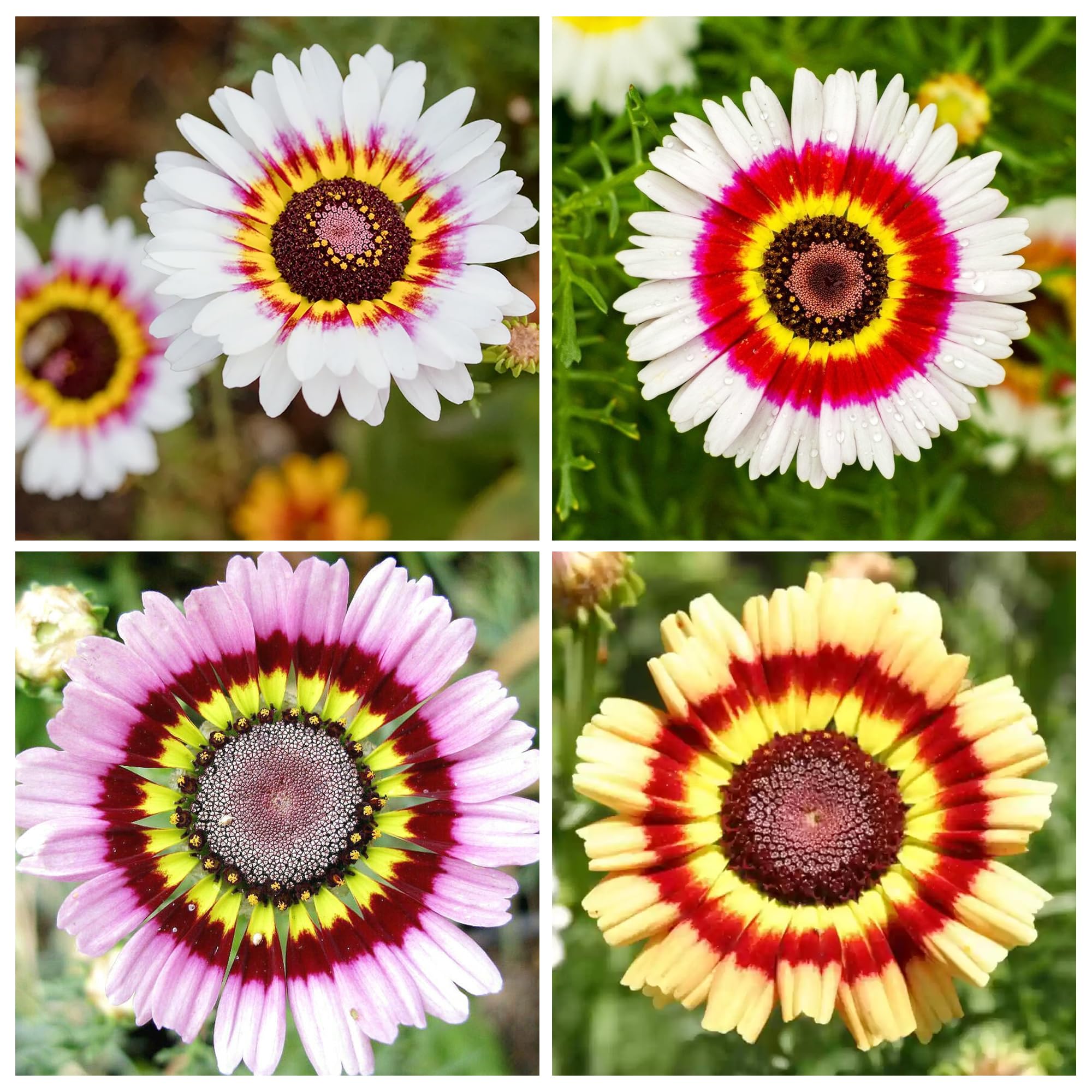 Colorful daisies growing along a garden border.