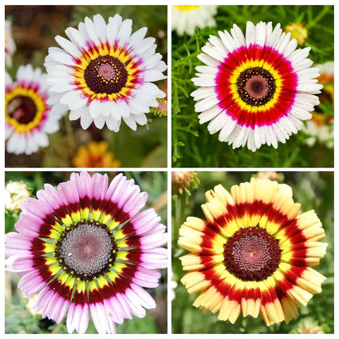 Colorful daisies growing along a garden border.