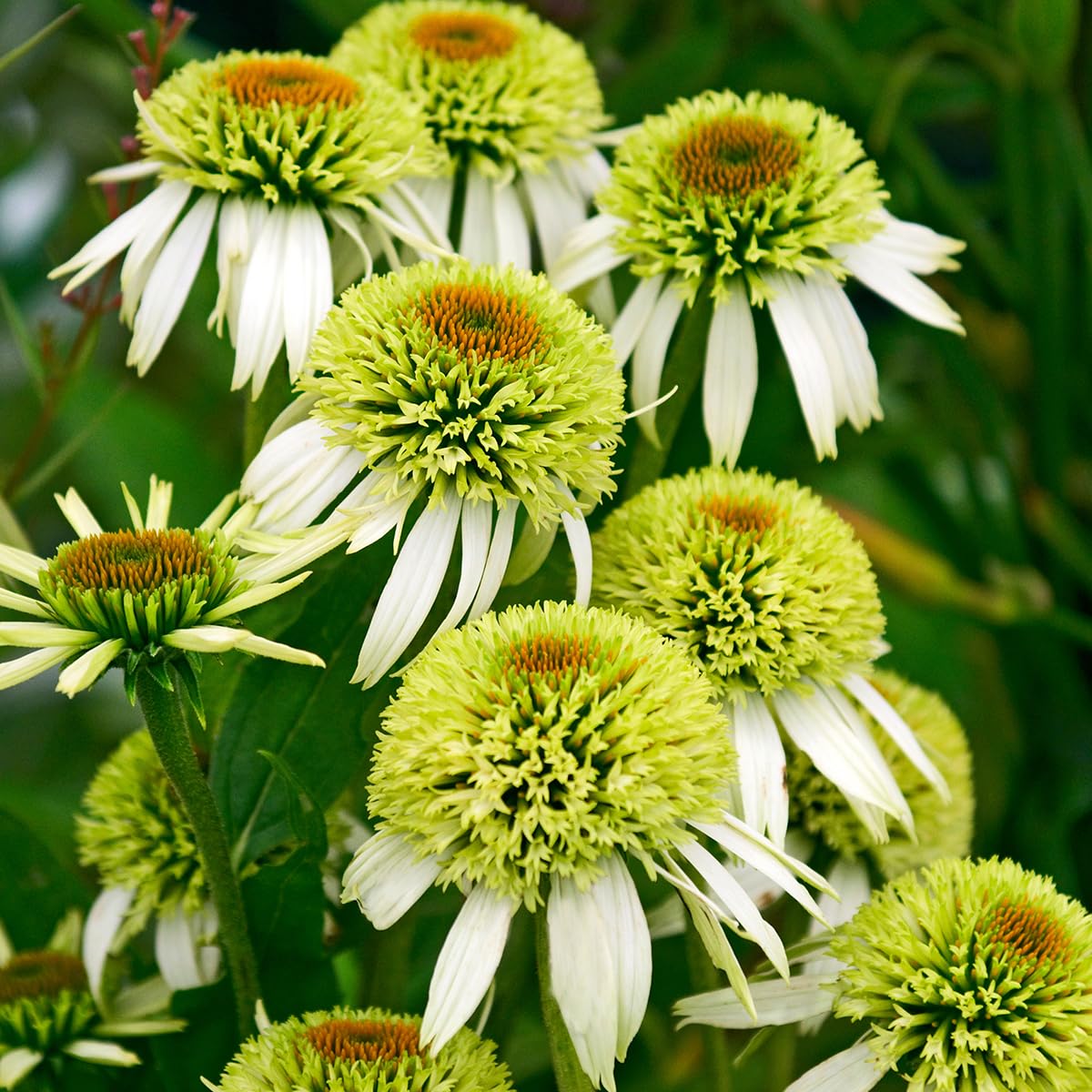 Carpet Creeping Garden border planting with vibrant coneflowers.
