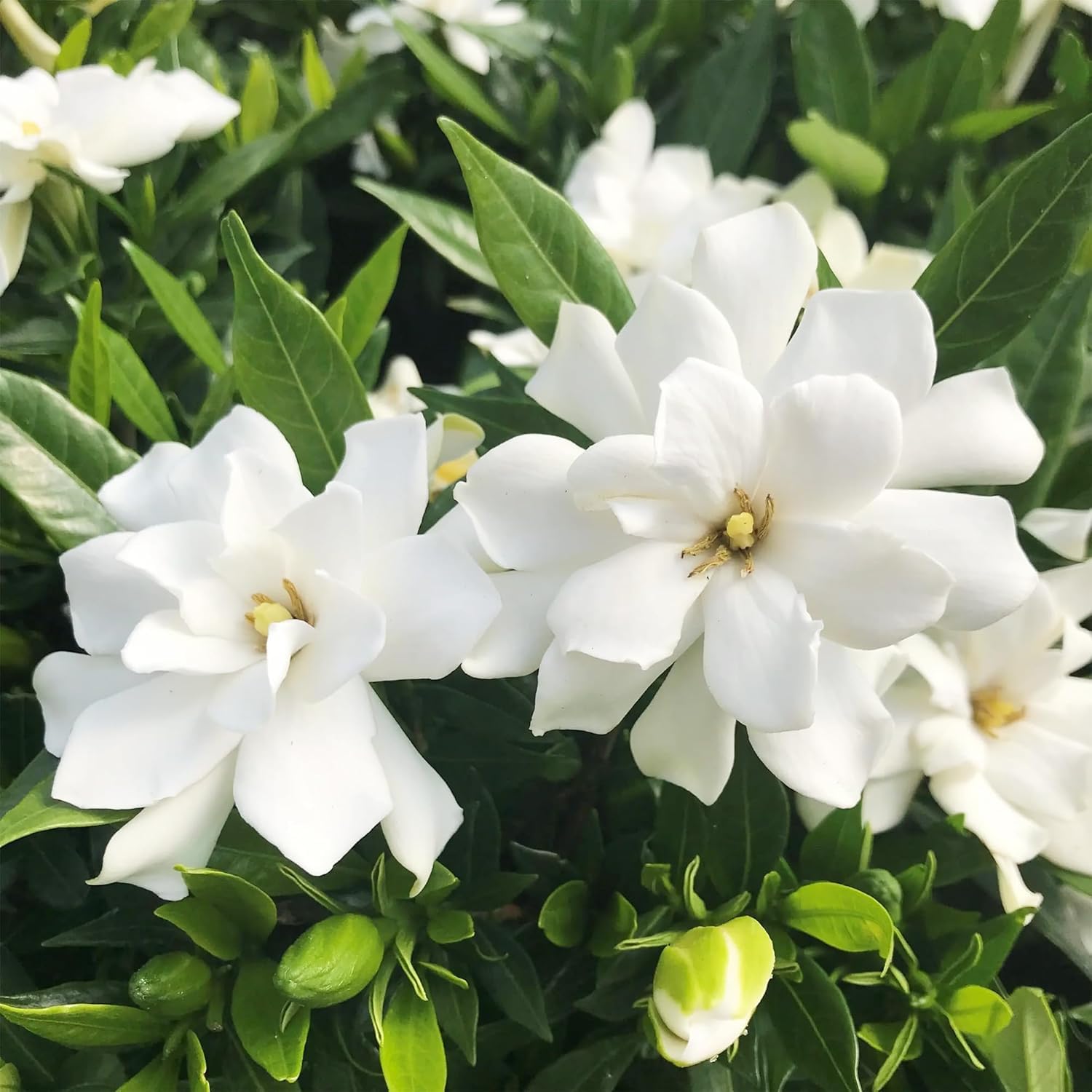 Carpet Creeping gardenia glossy leaves contrast with white blossoms.