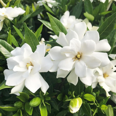 Carpet Creeping gardenia glossy leaves contrast with white blossoms.