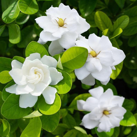 Carpet Creeping gardenia seeds for outdoor planting offer long-term garden color.