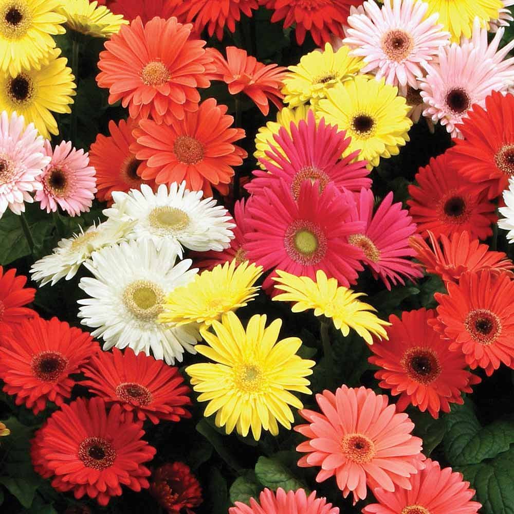 Carpet Creeping gerbera daisies in a border bed showcase bold color and long bloom.