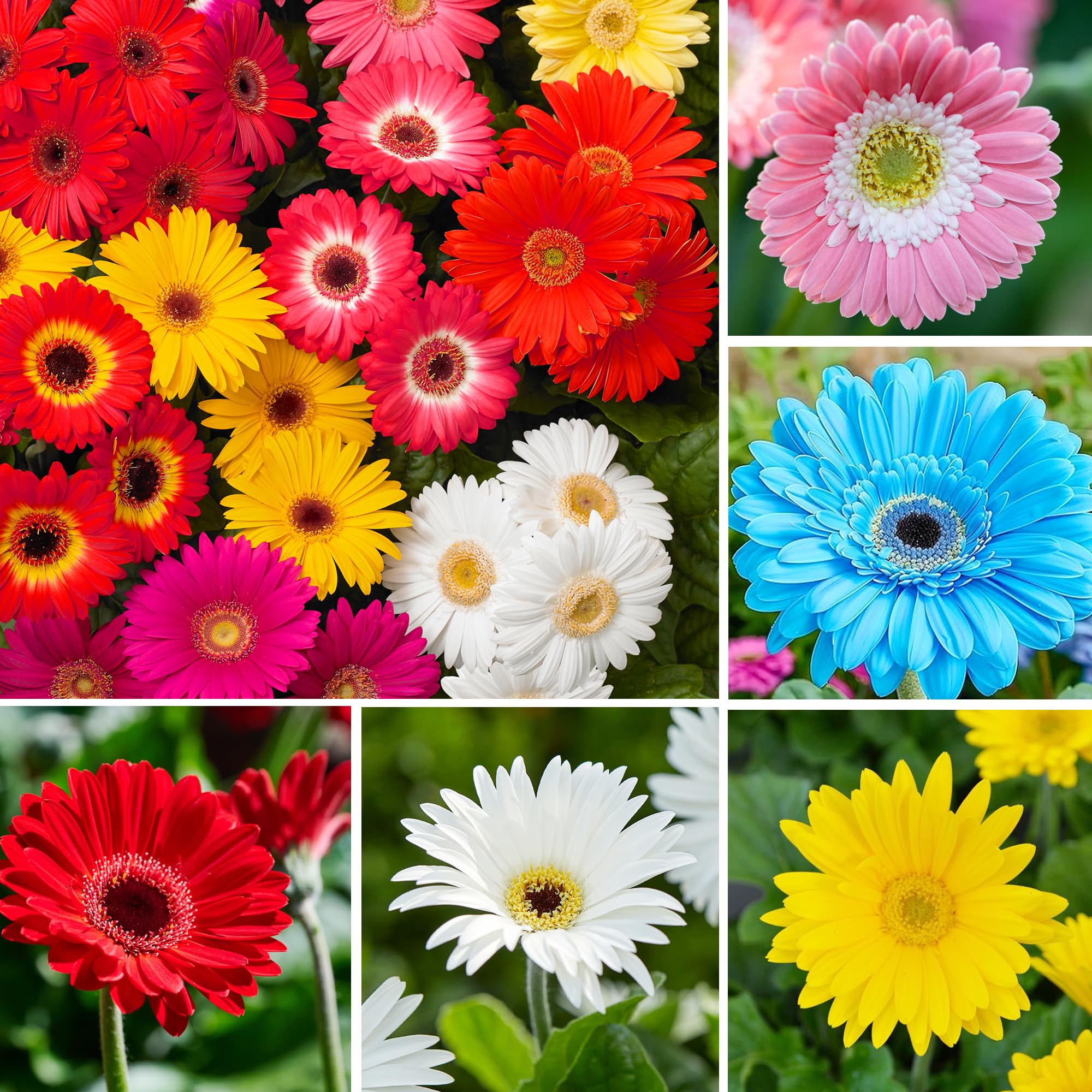 Carpet Creeping Gerbera Seed Mix contains 300 seeds for expansive planting options.