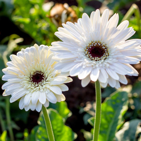 Carpet Creeping Gerbera Seed Mix offers vivid colors for bold arrangements.