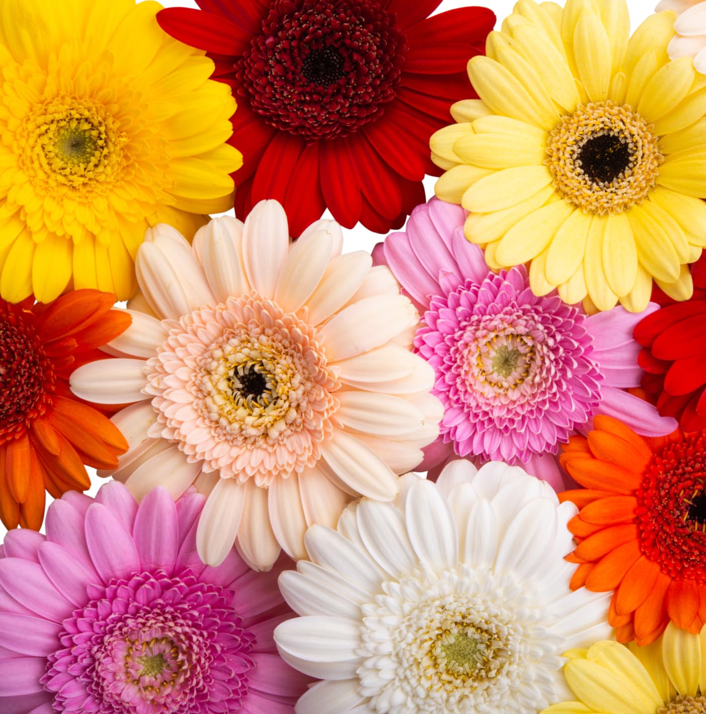 Ideal for containers and borders, enhancing garden edges with bright blooms.