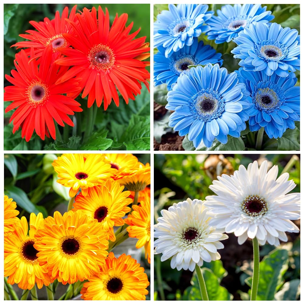 Easy to plant gerberas from Carpet Creeping seed mix with beginner-friendly germination.