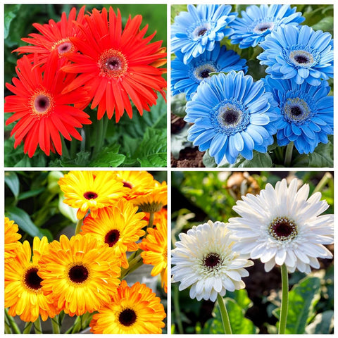 Easy to plant gerberas from Carpet Creeping seed mix with beginner-friendly germination.
