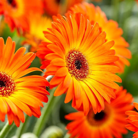 Carpet Creeping Gerbera Seed Mix works indoors and outdoors in beds, borders, or containers.