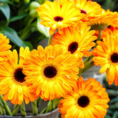 Long bloom season from Carpet Creeping gerberas adds color across weeks.