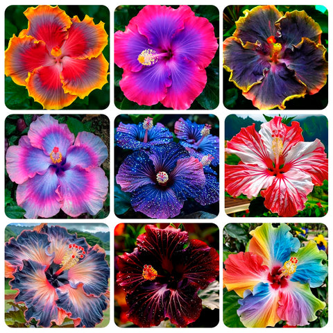 Carpet Creeping Giant Hibiscus seeds in mix colors for borders and planters.