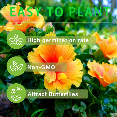 Carpet Creeping non-GMO heirloom hibiscus seeds for authentic garden blooms.