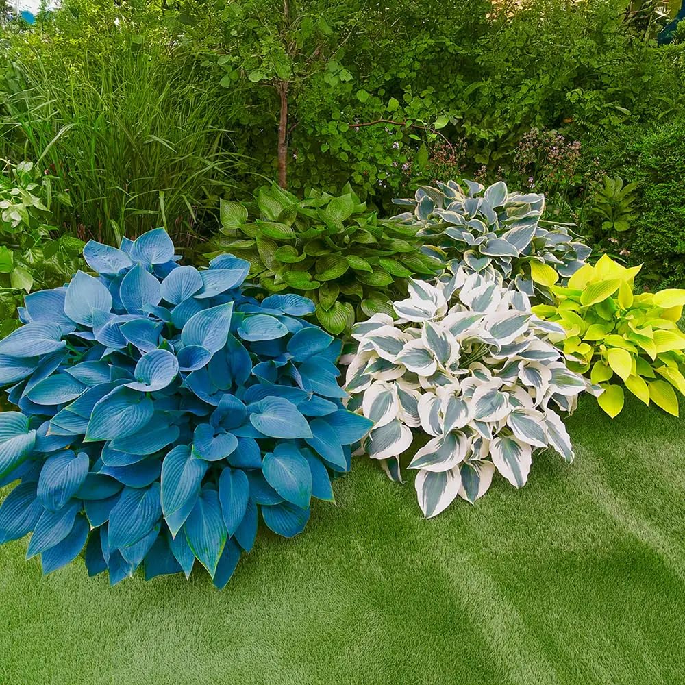 Carpet Creeping Giant Hosta seeds emitting subtle fragrance in outdoor space.