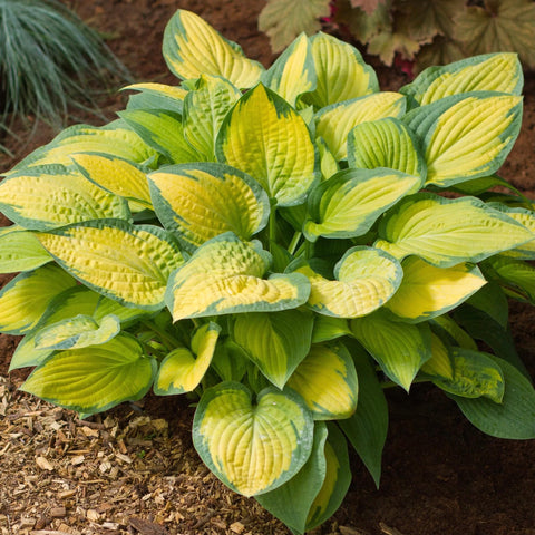 Carpet Creeping ground-cover idea for easy, low-maintenance borders.