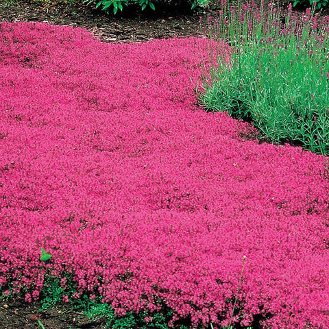 Carpet Creeping ground cover growing in dry sandy soil outdoors.
