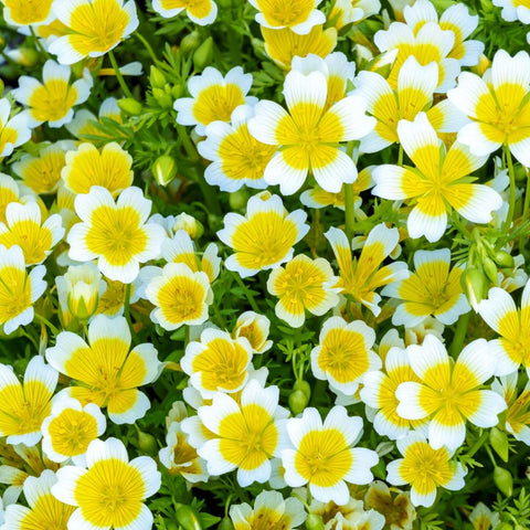 Carpet Creeping ground-cover planting with meadowfoam displays rapid spreading and easy maintenance.