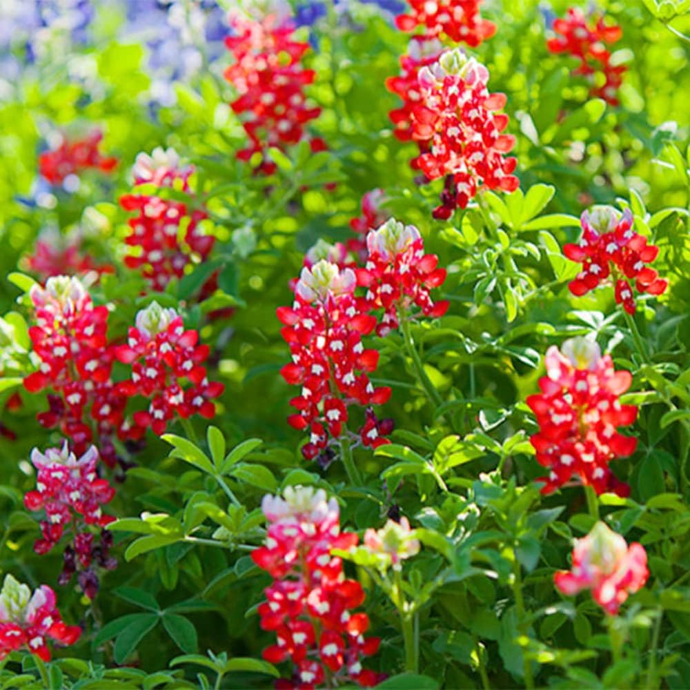 Carpet Creeping hand-packed seeds from USA for reliable spring color