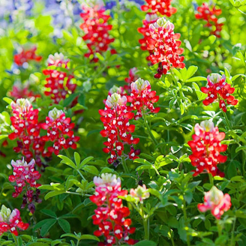 Carpet Creeping hand-packed seeds from USA for reliable spring color