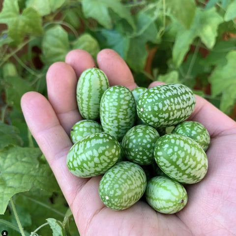 Carpet Creeping harvest-ready mini watermelons showcase high-yield potential for limited spaces.