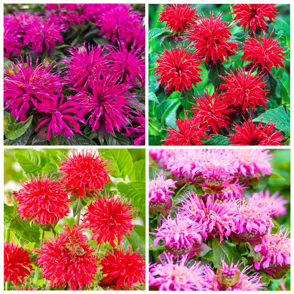 Carpet Creeping Bee Balm seeds non-GMO ornamental variety for attractive flower beds.