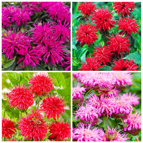 Carpet Creeping Bee Balm seeds non-GMO ornamental variety for attractive flower beds.