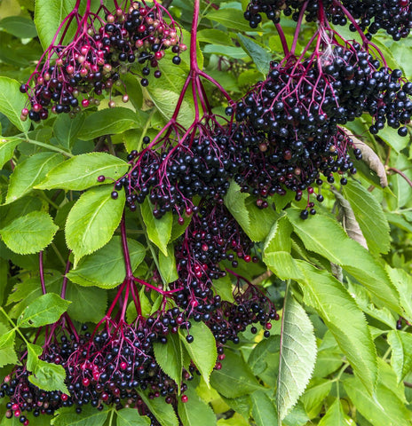 Carpet Creeping heirloom black elderberry seeds for a vibrant backyard shrub line.