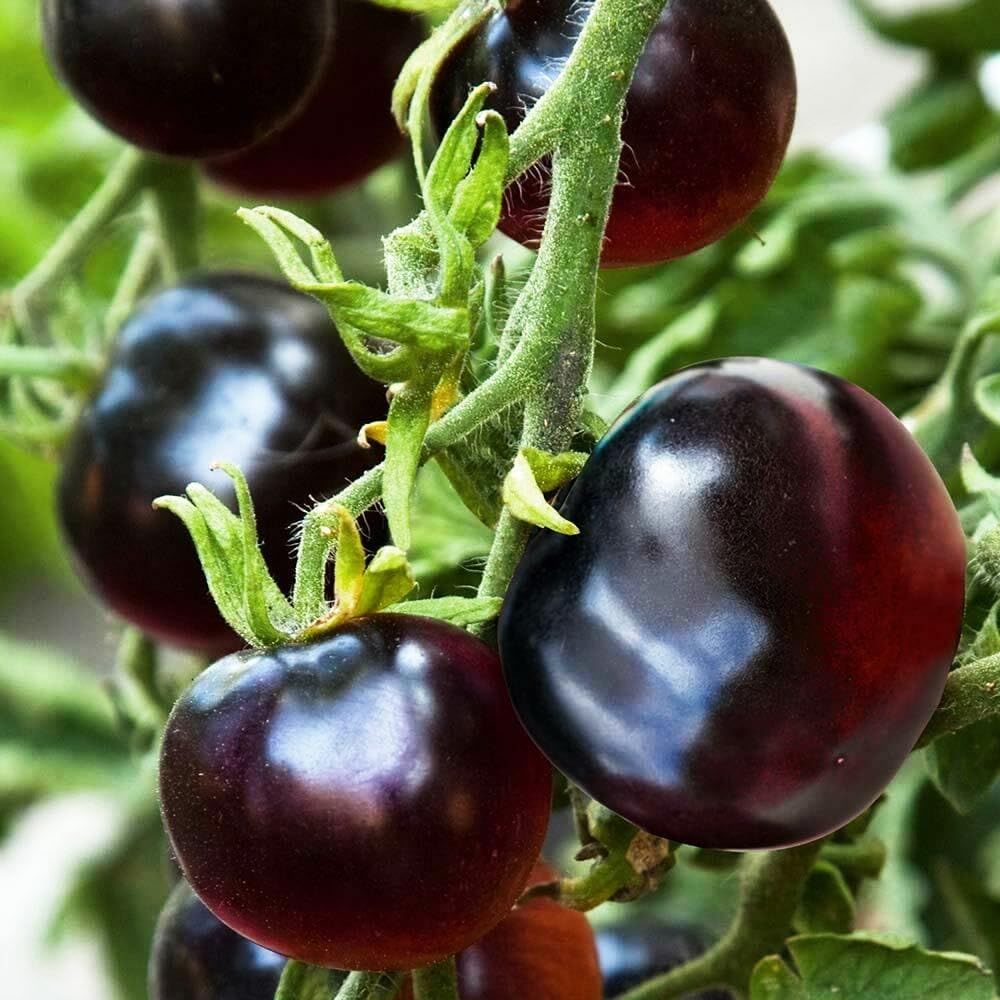 Carpet Creeping heirloom purple tomatoes closeup ideal for fresh salads.