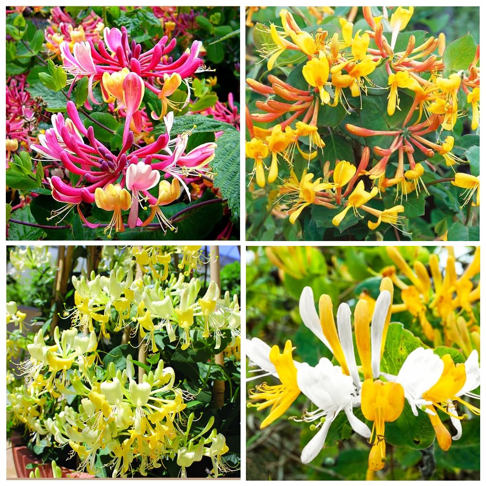 Carpet Creeping Honeysuckle seeds with mixed blooms for vibrant color and pollinator-friendly gardens.