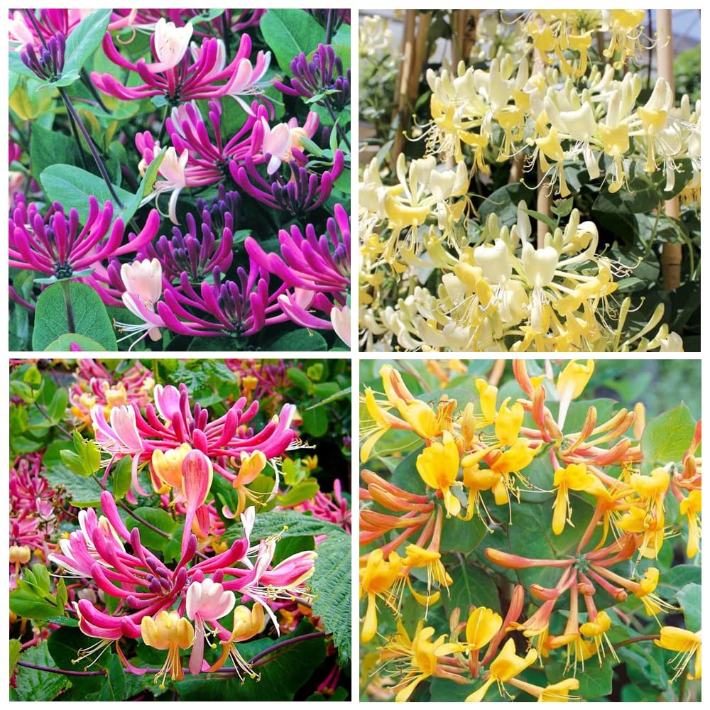 Carpet Creeping Honeysuckle seeds display varied hues to create a showy garden backdrop.