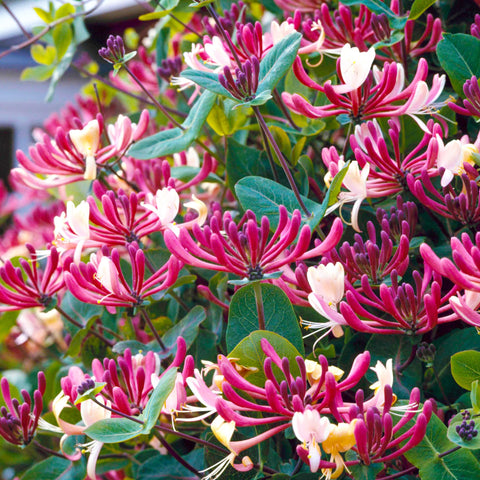 Carpet Creeping Honeysuckle seeds supported on trellises grow vertically with quick coverage.